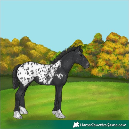 Horse Color:Black Appaloosa 