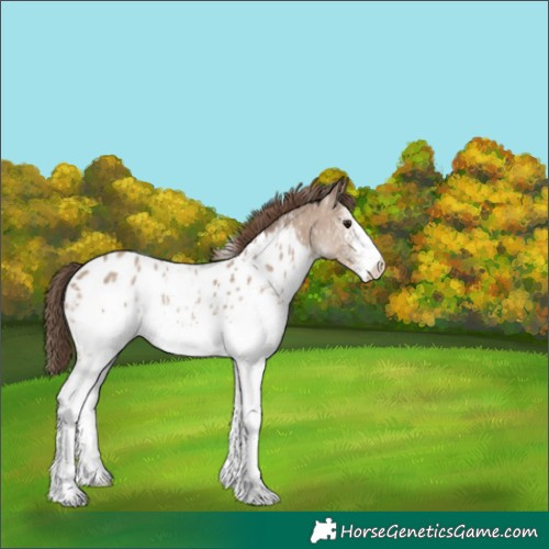 Horse Color:White Spotted Classic Champagne Sabino Appaloosa 