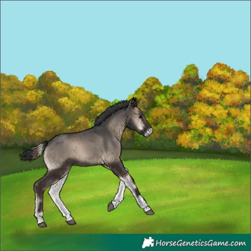 Horse Color:Blue Onyx Sabino Rabicano 