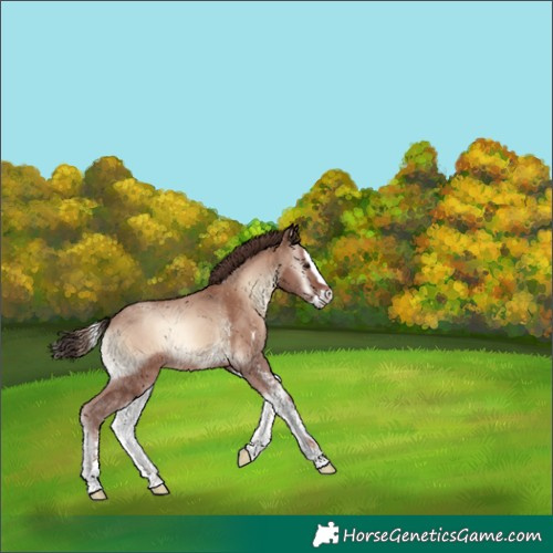 Horse Color:Classic Champagne Onyx Sabino Splash 