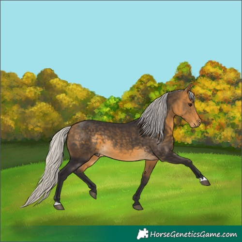 Horse Color:Silver Buckskin 