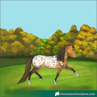 Horse Color:Buckskin Near Leopard 