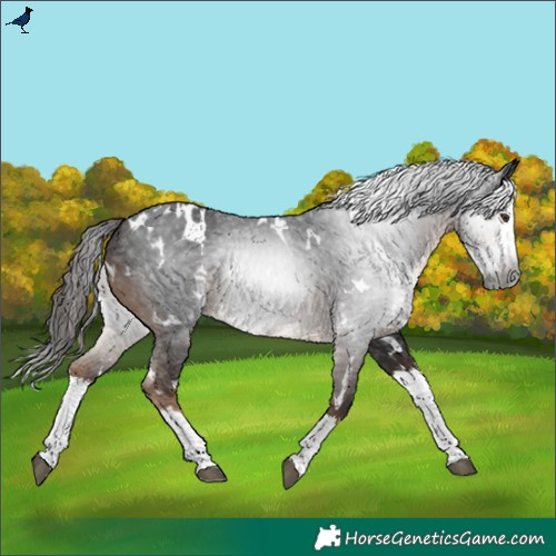 Horse Color:Gray White Spotted Liver Chestnut Splash Varnish 