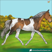 Horse Color:Silver Buckskin Tobiano