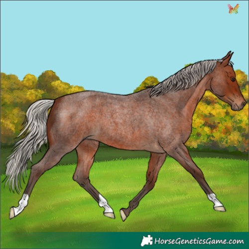 Horse Color:Silver Brown Roan 