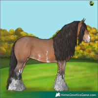 Horse Color:Bay Sabino 