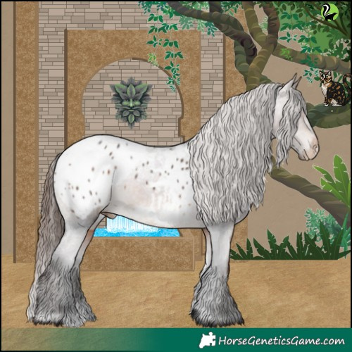 Horse Color:Brown Appaloosa 