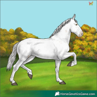 Horse Color:White Spotted Silver Brown Dun Sabino 