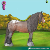 Horse Color:Brown Appaloosa 