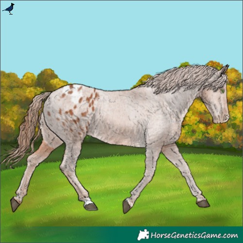Horse Color:Chestnut Appaloosa 