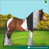 Horse Color:Bay Tobiano Rabicano 