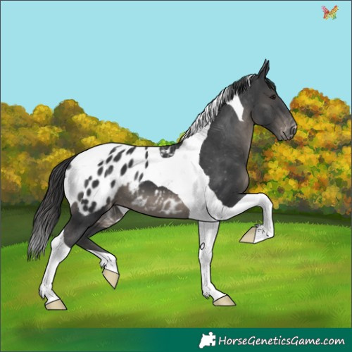 Horse Color:Black Tobiano Appaloosa 