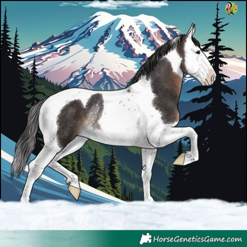 Horse Color:Brown Splash Tobiano Rabicano 