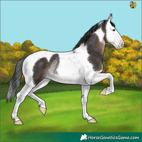 Horse Color:Brown Splash Tobiano Rabicano 