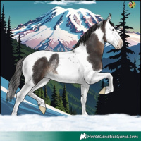 Horse Color:Brown Splash Tobiano Rabicano 
