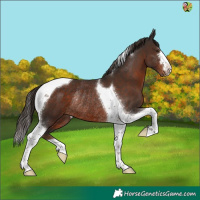 Horse Color:Liver Chestnut Tobiano Rabicano 