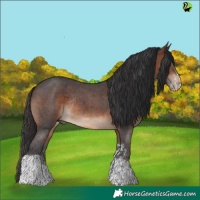 Horse Color:Brown Sabino Tobiano Rabicano