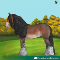 Horse Color:Brown Sabino Tobiano Rabicano 