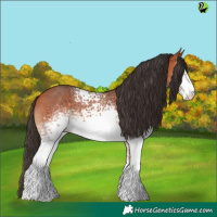 Horse Color:White Spotted Bay Sabino