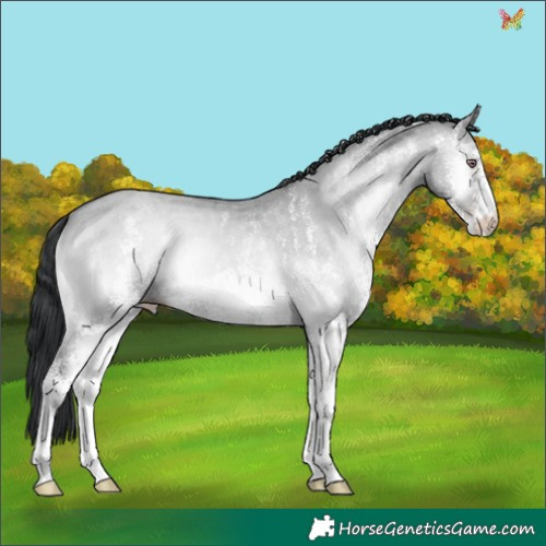 Horse Color:White Spotted Classic Champagne Chinchilla Onyx 