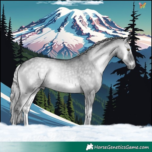 Horse Color:Silver Grullo Chinchilla Onyx 