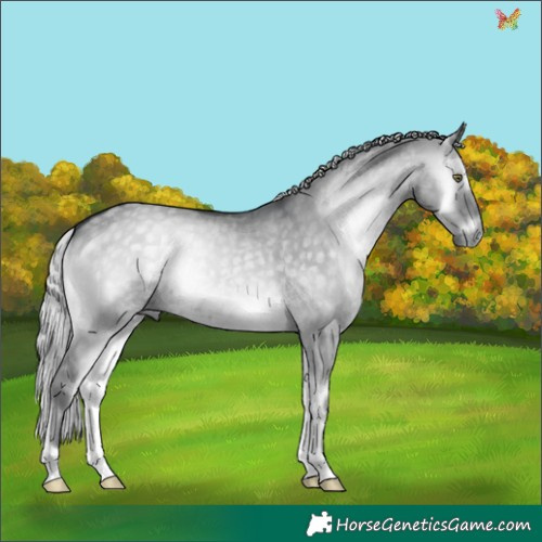 Horse Color:Silver Grullo Chinchilla Onyx 