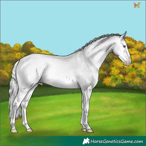 Horse Color:White Spotted Silver Amber Champagne Chinchilla Onyx Splash 