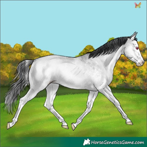 Horse Color:White Spotted Sable Champagne Chinchilla Onyx Splash 