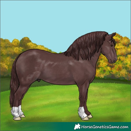 Horse Color:Chocolate Black Chinchilla 