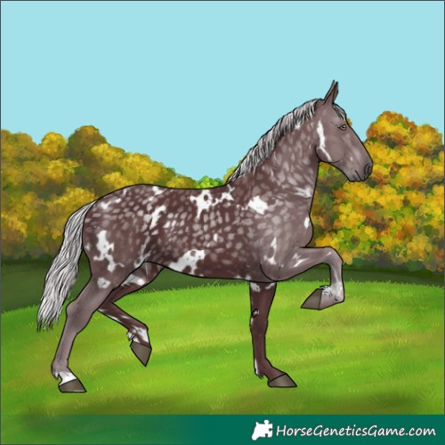 Horse Color:White Spotted Chocolate Silver Black Chinchilla 