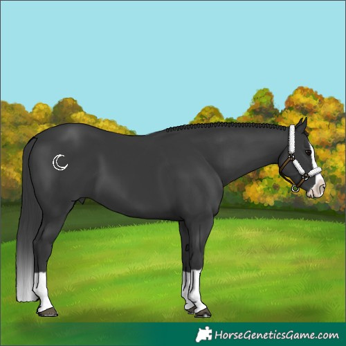 Horse Color:Black Splash 