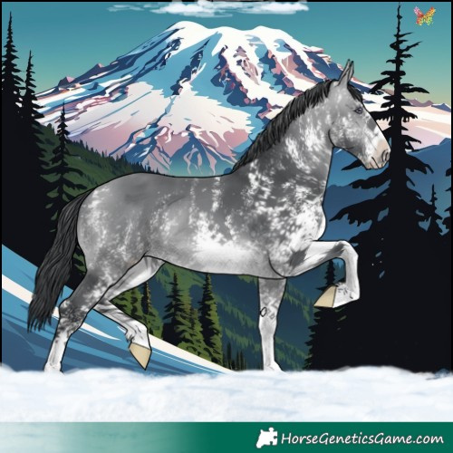 Horse Color:White Spotted Bay Chinchilla 