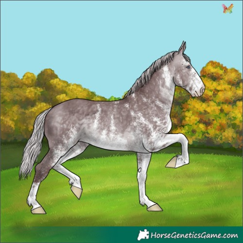 Horse Color:White Spotted Chocolate Silver Brown Chinchilla 