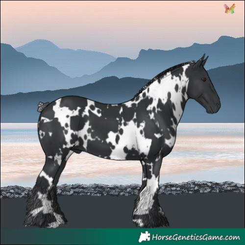 Horse Color:White Spotted Black Chinchilla 