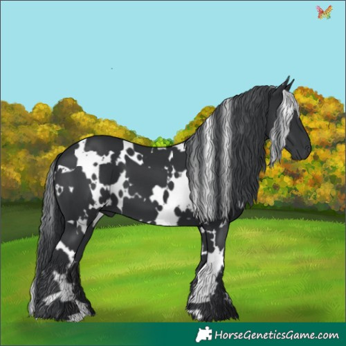 Horse Color:White Spotted Black Chinchilla 