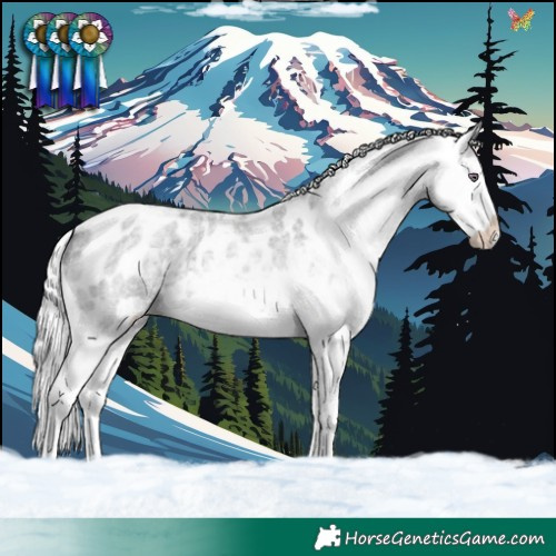 Horse Color:Silver Grullo Chinchilla Roan Appaloosa 