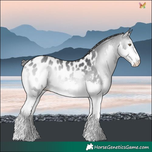 Horse Color:Brown Chinchilla Onyx Splash Blanket 