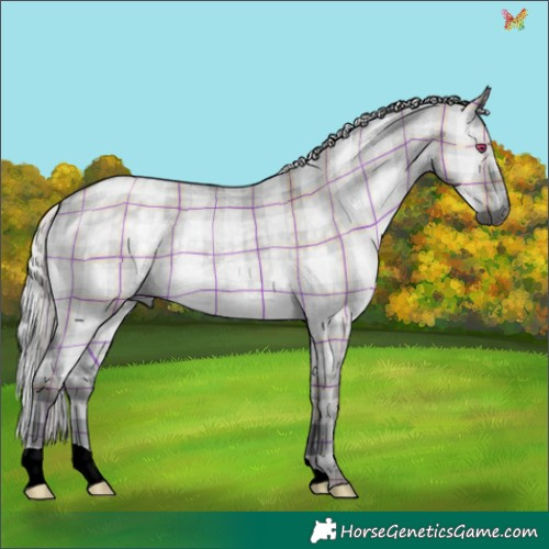 Horse Color:Plaid  Silver Grullo Chinchilla 