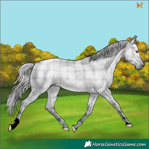 Horse Color:Plaid  Silver Grullo Chinchilla 
