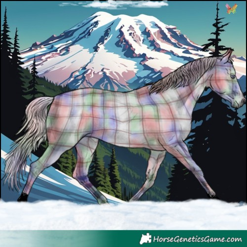Horse Color:Nacre Plaid  Silver Grullo Chinchilla 