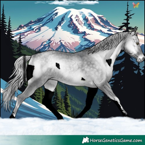 Horse Color:Silver Blue Onyx Chinchilla 