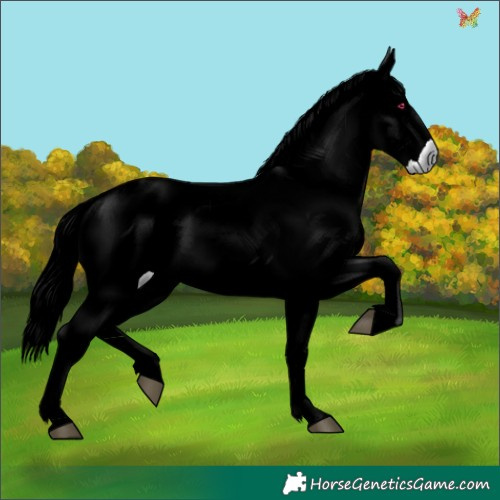 Horse Color:Liver Red Onyx Chinchilla 