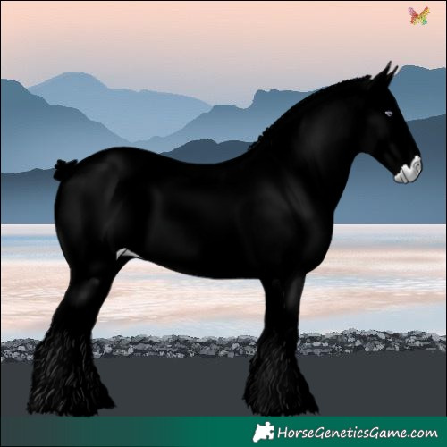 Horse Color:Liver Red Onyx Chinchilla 