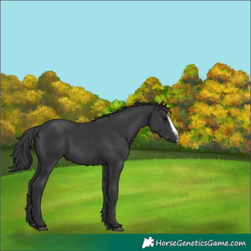 Horse Color:Black Splash 