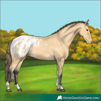 Horse Color:Buckskin Tobiano Blanket 