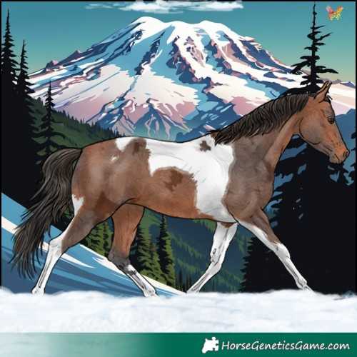 Horse Color:Bay Ice Tobiano 