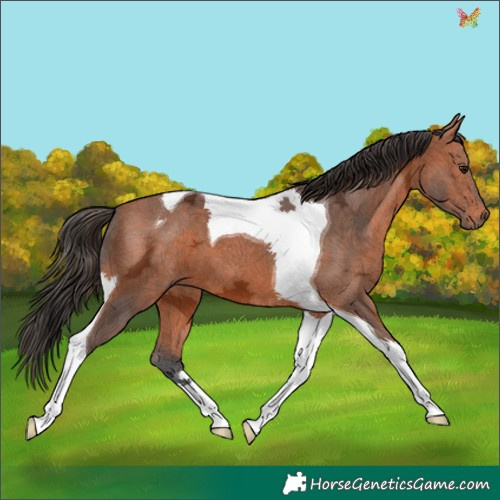 Horse Color:Bay Ice Tobiano 