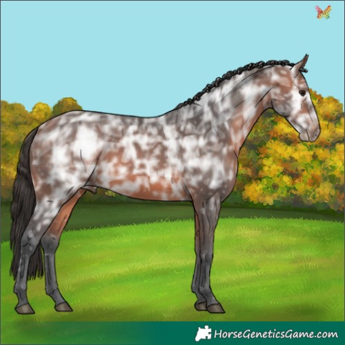 Horse Color:Bay Ice Rabicano 