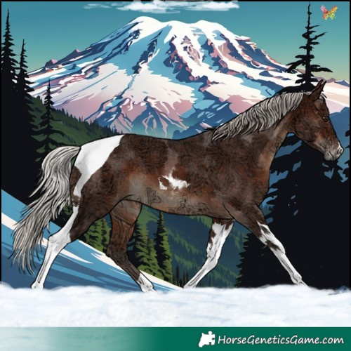 Horse Color:Silver Brown Ice Tobiano 