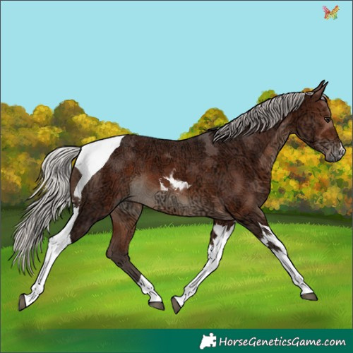 Horse Color:Silver Brown Ice Tobiano 